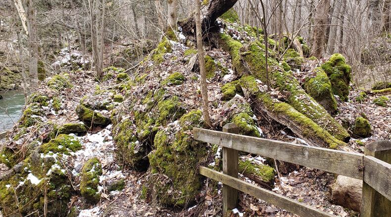 Mosses prefer wet, shady conditions. Here it thrives on a woodland floor in Clifton Gorge. CONRIBUTED