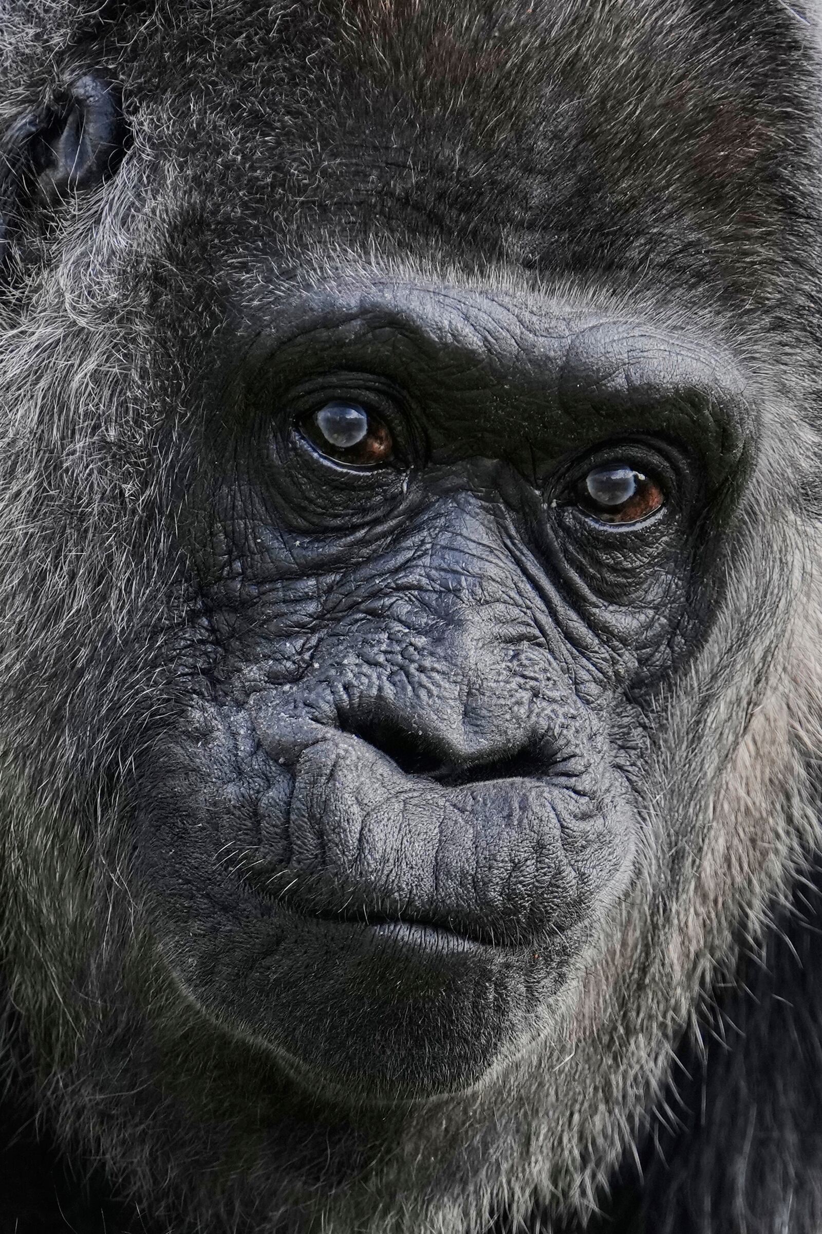 Female gorilla Fatou, the oldest of Berlin's zoo and also believed to be the world's oldest gorilla, looks on as the zoo celebrates her 68th birthday in Berlin, Germany, Friday, April 11, 2025. (AP Photo/Ebrahim Noroozi)