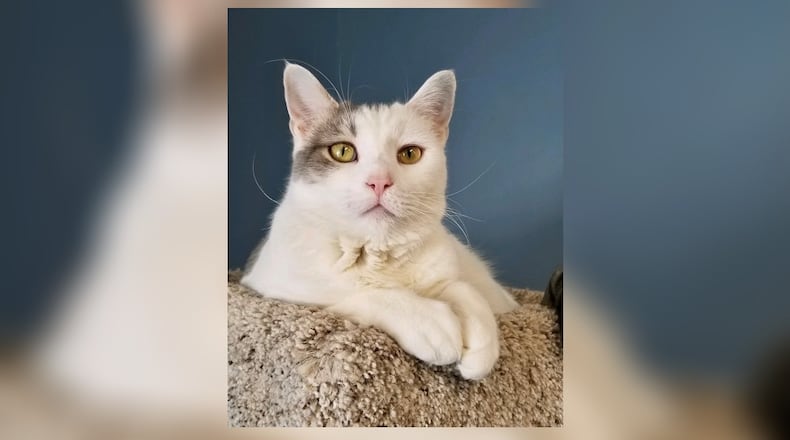 Goldie Locks is a beautiful white and grayish 3-year-old spayed female cat. While she’s not exactly a lap cat, she is very curious and likes to play with you. If you don’t want to play, Goldie is content to lounge and bird watch. Come meet her in the Cattery at the Paws Animal Shelter, 1535 West U.S. Highway 36, Urbana. Check out PAWS at www.pawsurbana.com, on Facebook at www.facebook.com/paws.urbana, on Petfinder at petfinder.com or call 937-653-6233. PAWS is in need of volunteers and foster homes. CONTRIBUTED