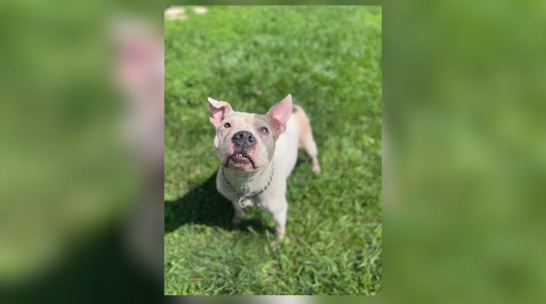 Meet Gertie! She is a sweet, old, mellow girl who loves cuddles, sunshine, and sniffing the backyard. Full of calm vibes and quiet charm, she’s ready to join your family. She’s independent but affectionate, and would thrive in a relaxed, loving home. Come give this gentle girl the cozy life she deserves. Clark County Dog Shelter is at 5201 Urbana Road, Springfield. CONTRIBUTED