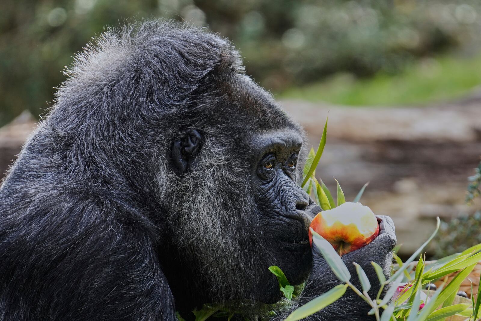 Female gorilla Fatou, the oldest of Berlin's zoo and also believed to be the world's oldest gorilla, enjoys her birthday basket with a "gorilla food surprise", as the zoo celebrates her 68th birthday in Berlin, Germany, Friday, April 11, 2025. (AP Photo/Ebrahim Noroozi)