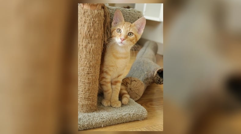 Hi, I’m Carrot. I’m a little shy, but once I get to know you, I’m as sweet as can be. I came here with my three siblings. We’ve been through a lot together, but we always find a way to purr and play. We’re quite the team, but I’m ready to find my own special human. I’m gentle and kind, and I promise to bring a soft, quiet love to your home. Adopting me won’t just change my life, it will add a unique joy to yours. Come visit Carrot at the Paws Animal Shelter, 1535 West U.S. Highway 36, Urbana. Check out Paws at pawsurbana.org, on Facebook at facebook.com/paws.urbana, on Petfinder at petfinder.com or call 937-653-6233. Paws is in need of volunteers and foster homes. CONTRIBUTED