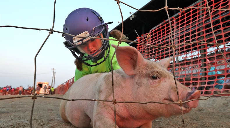People chase pigs through the mud as they compete in the Pig Scramble at the Champaign County Fair in 2021. BILL LACKEY/STAFF