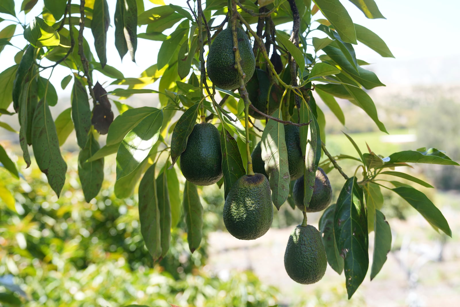 Avocados grow at Ridgecrest Avocados in Somis, Calif., on Thursday, May 15, 2025. (AP Photo/Damian Dovarganes)