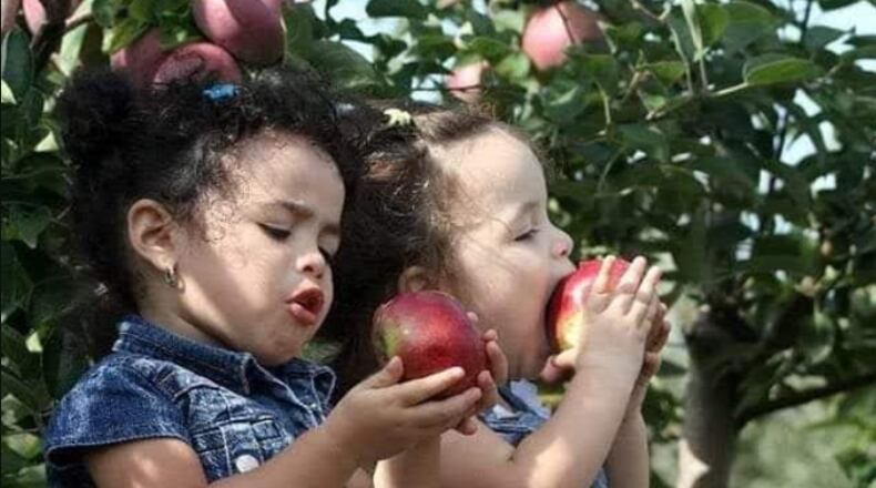 Monnin's Fruit Farm has been operating for more than six decades, offering a variety of u-pick fruit throughout the year - CONTRIBUTED