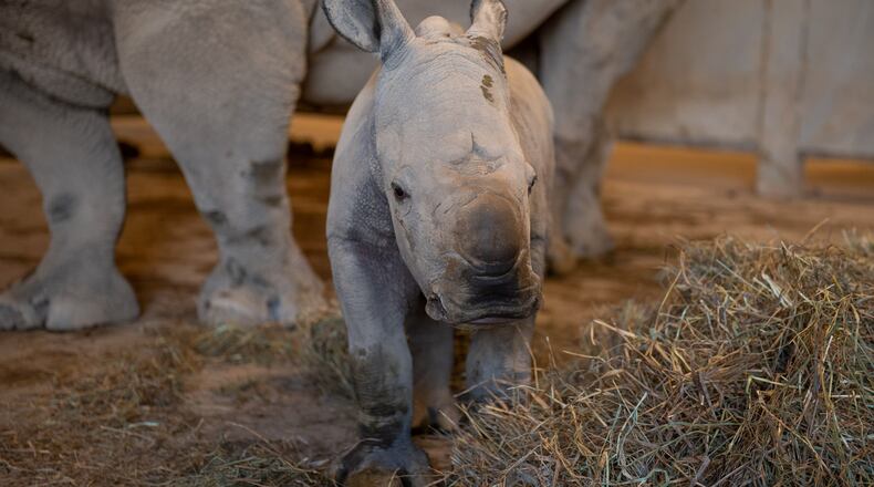 The Wilds, a non-profit safari park and conservation center in Cumberland, Ohio, east of Columbus, announced the birth of a third rhinoceros calf this season. The male rhino calf was born overnight on The Wilds’ pasture on Oct. 25 to mother, Agnes.