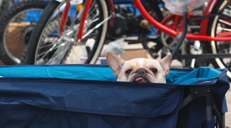 Several events will be held this weekend in Clark and Champaign Counties, including the Walneck’s Motorcycle Swap Meet on Sunday at the Clark County Fairgrounds. In this file photo, Ruby, a French bulldog, peeked out of the wagon she was riding in last year during this event. FILE/BILL LACKEY/STAFF