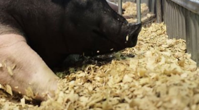 A pig at the Clark County Fair. Bill Lackey/Staff