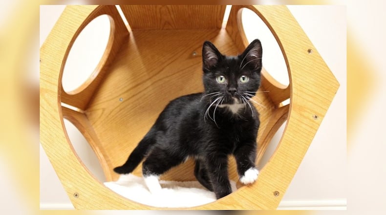 Hi there, I’m Gobble! I’m just a kitten, but I’ve got a big heart. I’m as sweet as a candy cane and twice as friendly. I love to play, but I’m also brave. I’ve been through some tough times, like when I hurt my leg. I was a real trooper though! I didn’t let it stop me from chasing after toys or making new friends. I was in foster care with a 100-pound dog and I loved her. She let me smack her in the head, so she was great fun to play with. I’m all better now and ready for my next adventure. I’m looking for a forever home where I can be my playful, brave self. Come visit me at the Paws Animal Shelter, 1535 West U.S. Highway 36, Urbana. Check out Paws at pawsurbana.com, on Facebook at facebook.com/paws.urbana, on Petfinder at petfinder.com or call 937-653-6233. To apply to adopt any of our cats or kittens, visit pawsurbana.org. Paws is in need of volunteers and foster homes. CONTRIBUTED