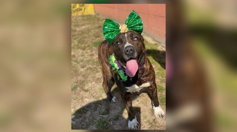 Raylynn, a medium/large mixed breed lady who wants to be your lucky dog. She is spayed, vaccinated, microchipped, vet checked and comes with a Clark County Dog License for $77. Raylynn is at the Clark County Dog Shelter, 5201 Urbana Road, Springfield. The shelter can be reached at 937-521-2140, or visit www.facebook.com/clarkcountydogshelter for more information. CONTRIBUTED