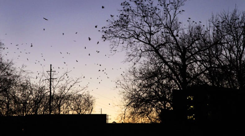 Crows roost in the trees in Veteran's Park at dusk in Springfield. Staff Photo by Barbara J. Perenic.