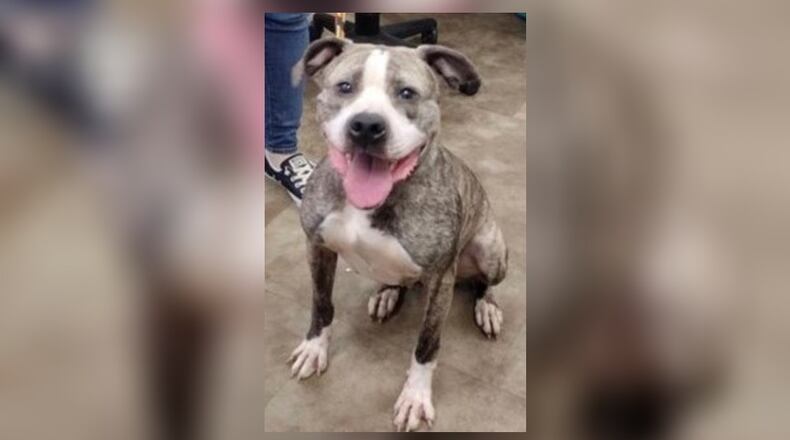 Hershy is a 64 lb. 3-year-old Staffordshire Terrier mix that is looking to find a furever home. Hershy is very friendly, well-behaved and sweet. She seems to do okay with other dogs, but we always recommend a meet-n-greet prior to adopting. Hershy’s adoption fee is $111, as she is the Pet of the Week. Her fee includes her vaccines, alteration, heartworm test, microchip, dog license, and a free vet check. For an appointment to meet her, call 937-521-2140. Clark County Dog Shelter is at 5201 Urbana Road, Springfield. CONTRIBUTED