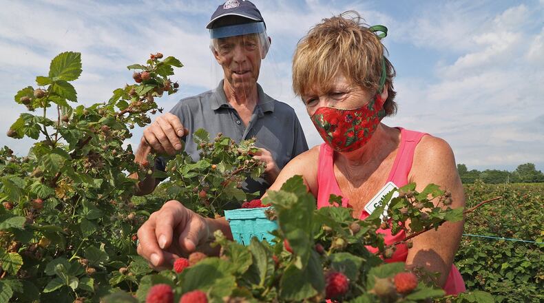 Mike and Cathy Pullins, owners of the Champaign Berry Farm, pick some red raspberries Friday at the farm. BILL LACKEY/STAFF