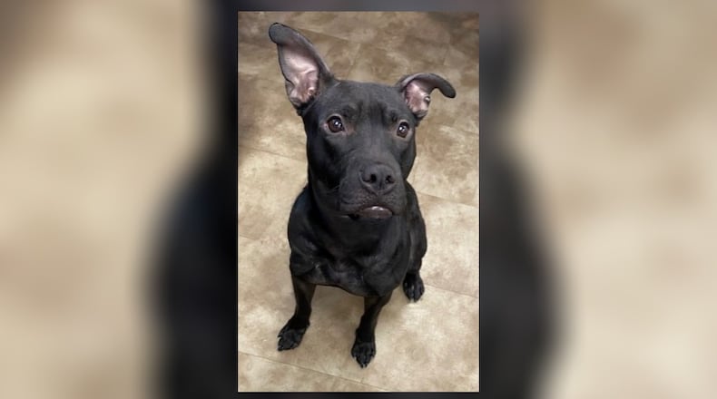 Meet Diamond! She is a sweet, mixed breed around a year old who is ready to find her forever home. She’s full of love, enjoys attention, and is great with other pets (though we always recommend a meet and greet to be sure). She is up-to-date on all vaccines and will come microchipped and license, all for $22 as she is pet of the week. Stop by for a visit or call 937-521-2140 for more details. Clark County Dog Shelter is at 5201 Urbana Road, Springfield. CONTRIBUTED