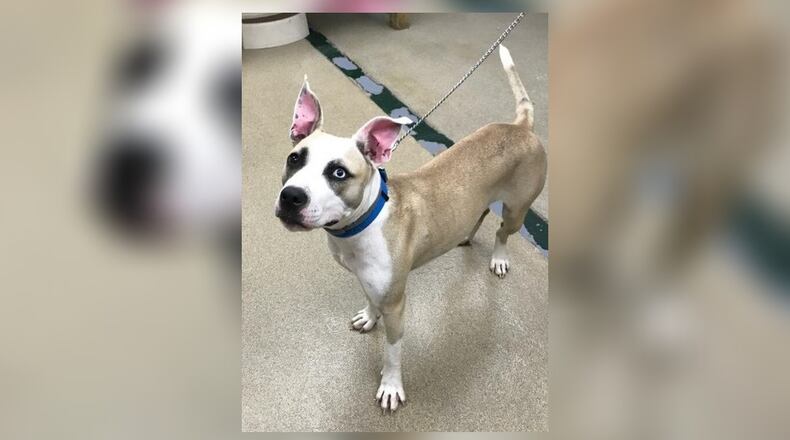 Opal is a 44 lb. mixed breed around 1-1/2-years-old. We believe she is full grown and will not get much bigger. Opal is fun and playful with some high energy. She would do best with an active family. She can be semi-mouthy upon playing, so we do not recommend her with small children. She seems to do okay with other dogs here at the shelter but we always recommend a meet-n-greet, prior to adopting. Her adoption fee this week is $111, as she is the Pet of the Week. That includes her spay, vaccines, heartworm test, microchip, dog license, and a free vet check. Call 937-521-2140 if you’re interested. Clark County Dog Shelter is at 5201 Urbana Road, Springfield. CONTRIBUTED