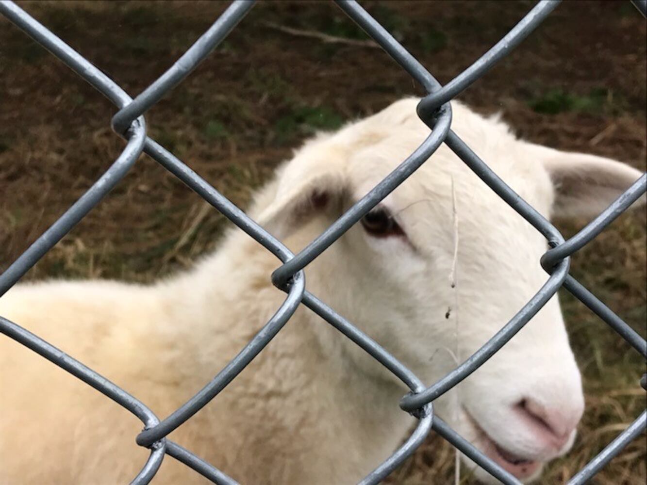 PHOTOS: Antioch College lambs