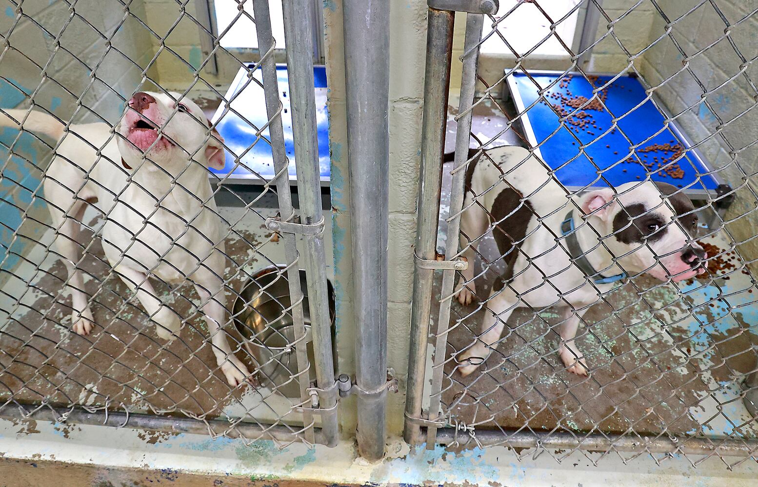 Dog Shelter SNS