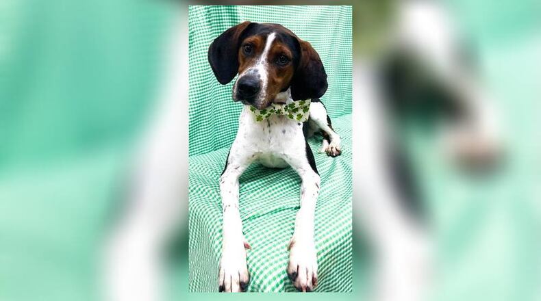 Meet Romeo! He is a 2-year-old foxhound/treeing walker coonhound mix, around 58 lbs. He came into the shelter as a stray that no one claimed. He is your typical hound, so he likes to sniff and investigate. He is very calm and would probably do best in a calm household. His adoption fee this week is $111, as he is the Clark County dog shelter’s pet of the week. He is heartworm free. His fee includes his neuter, vaccinations, microchip, 2023 dog license and a free vet check. Call 937-521-2140, if you’re interested. Clark County Dog Shelter is at 5201 Urbana Road, Springfield. CONTRIBUTED