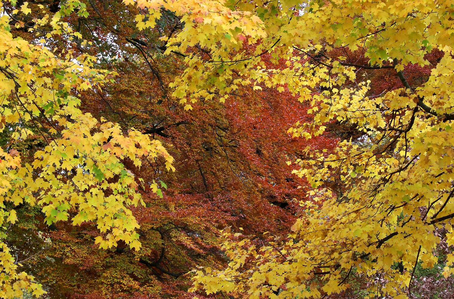 Clark County Fall Colors