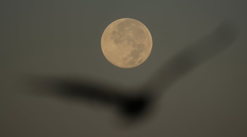 A bird flies in front of the Harvest Supermoon in San Francisco, Tuesday, Oct. 7, 2025. (AP Photo/Jeff Chiu)