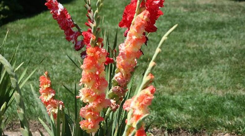 You don’t always have to wait till after Mother’s Day to plant certain types of flowers. CONTRIBUTED