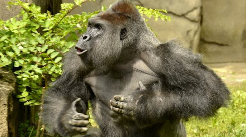 Harambe, 17, a male western lowland gorilla, was shot and killed by the zoo's dangerous animal response team at the Cincinnati Zoo & Botanical Garden. (Photo: Cincinnati Zoo/Twitter)