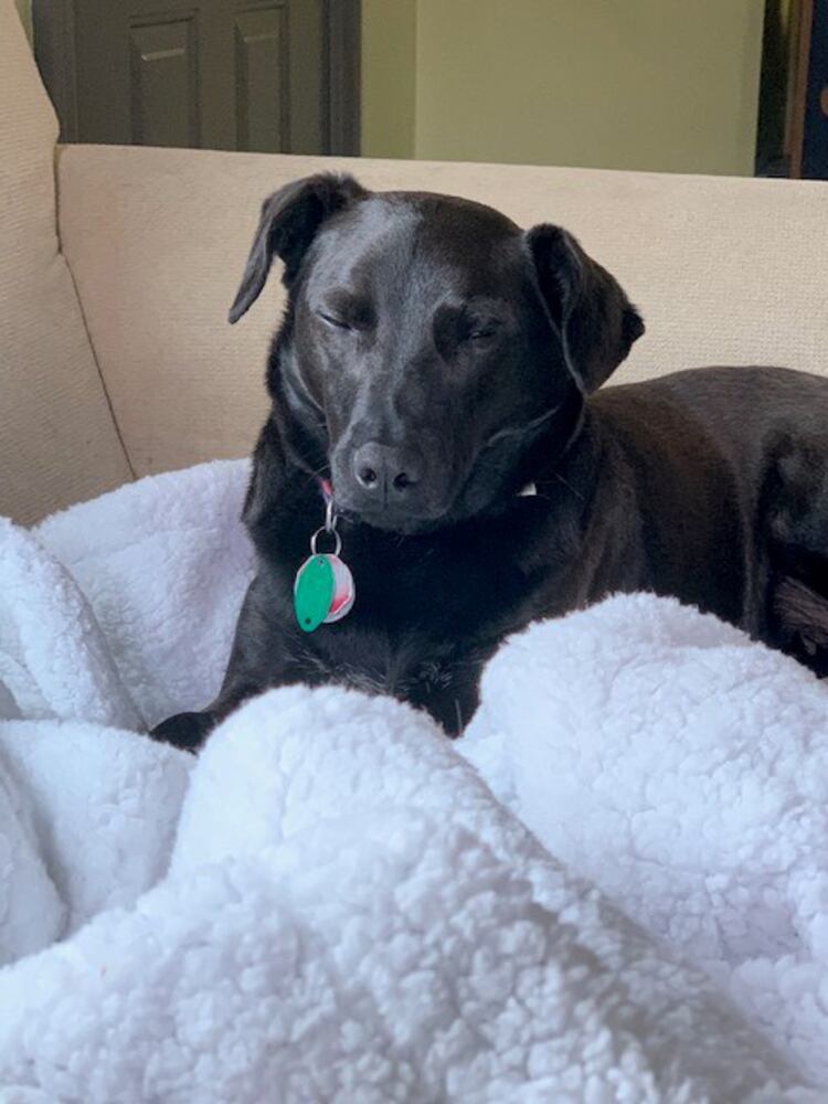 PHOTOS: It’s National Puppy Day, and our staff shows off their best friends