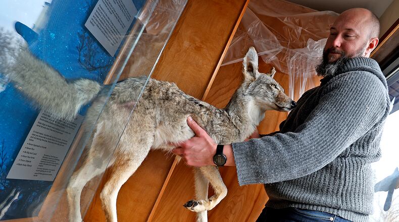Jarred Luko, administrative assistant at the Visitor's Center at C.J. Brown Dam and Reservoir, takes a taxidermy version of a coyote out of its case Tuesday, March 14, 2023. Luko said the coyote and other animals are used in their Educational Center to show examples of wildlife that is in the area. BILL LACKEY/STAFF