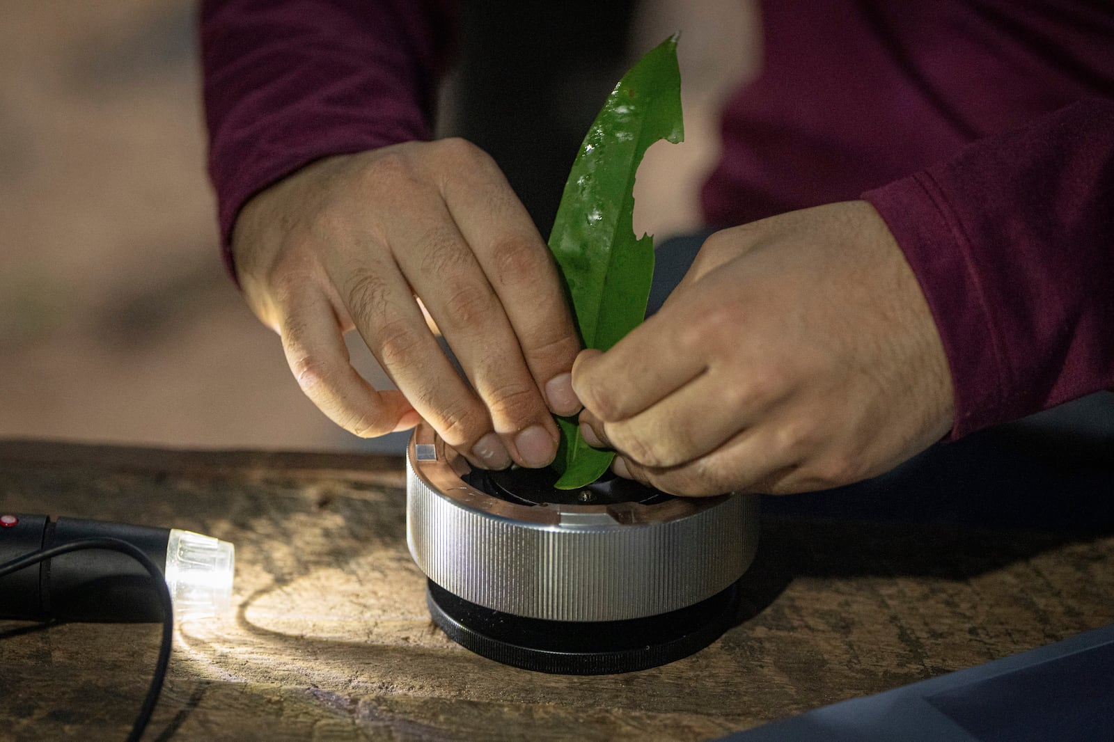 Researcher Joao Paulo analyzes humidity of a tree's leaves as part of the Esecaflor project in the Caxiuana National Forest, Para state, Brazil, Thursday, March 20, 2025. (AP Photo/Jorge Saenz)