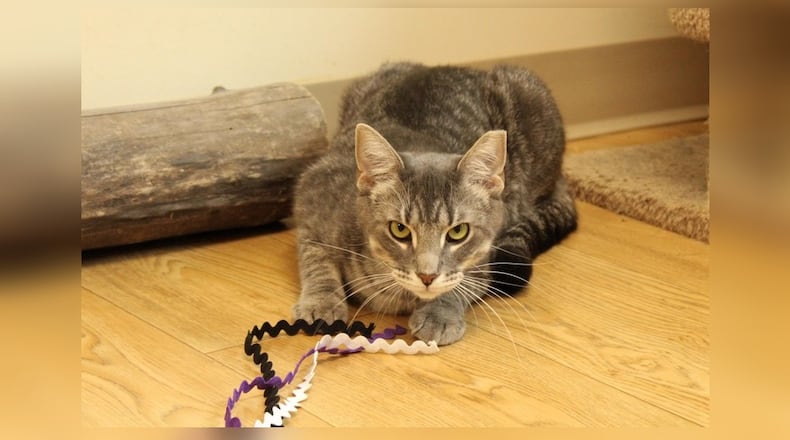 Hello, I’m Bolt. My brother Lightning and I ended up here in a rather heroic way. We were living peacefully when we heard a kitten crying for help. Without hesitation we dashed into action. After navigating through a maze of towering furniture and tricky obstacles, we found the scared kitten trapped under a pile of books. With our combined strength, we freed her. Our adventure caught the attention of a kind human, who brought us to Paws Animal Shelter. Despite my shyness, I’m brave when it matters. I’m gentle and caring too. Come visit Bolt at Paws Animal Shelter, 1535 West US Highway 36, Urbana, online at pawsurbana.org, Facebook at facebook.com/paws.urbana, on Petfinder at petfinder.com or call 937-653-6233. Paws is in need of volunteers and foster homes. CONTRIBUTED