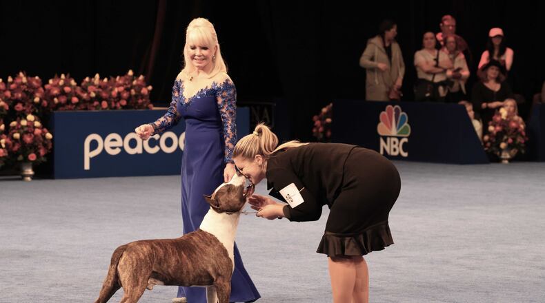 Xenia native Vicki Seiler-Cushman judging The National Dog Show 2022 (Photo Credit: Steve Surfman/Kennel Club of Philadelphia).