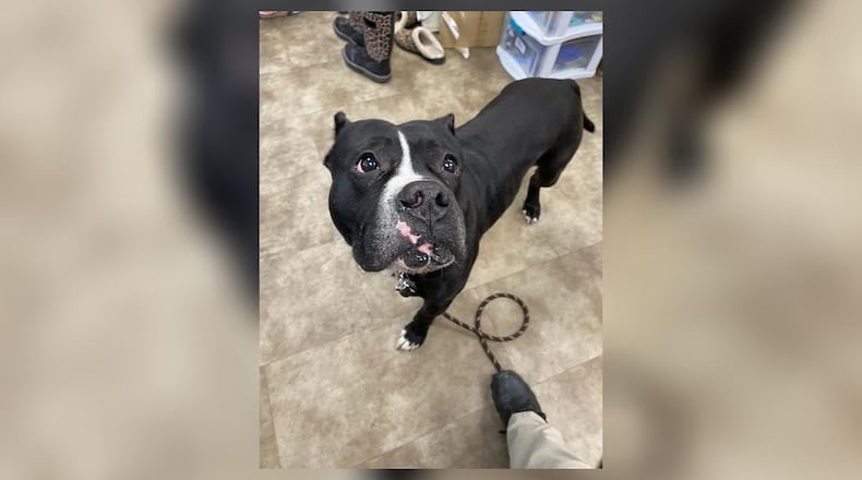 Pout is a 63 lb. American Bulldog mix, who is looking for a furever home. He is very sweet, kind, cuddly, and playful. He has done well around other dogs at the shelter, but we always recommend a meet-n-greet, prior to adopting. Pout’s adoption fee this week is $111, and that includes vaccines, alterations, heartworm test, monthly flea and heartworm prevention, microchip, 2022 dog license, and a free vet check. Call 937-521-2140, for an appointment today. Clark County Dog Shelter is at 5201 Urbana Road, Springfield. CONTRIBUTED