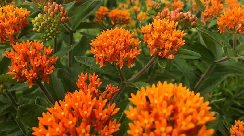 Milkweed is an Ohio native plant in the Five Rivers MetroParks. CONTRIBUTED