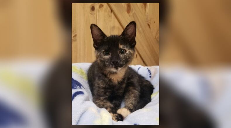 Chai is a 3-month-old torti who is as sweet as she is playful. Chai and her siblings were born here and placed in a foster home until they were big enough to come back. They are all so cute and looking for their forever homes. Come meet them at the Paws Animal Shelter, 1535 West U.S. Highway 36, Urbana. Check out PAWS at www.pawsurbana.com, on Facebook at www.facebook.com/paws.urbana, on Petfinder at petfinder.com or call 937-653-6233. PAWS is in need of volunteers and foster homes. CONTRIBUTED