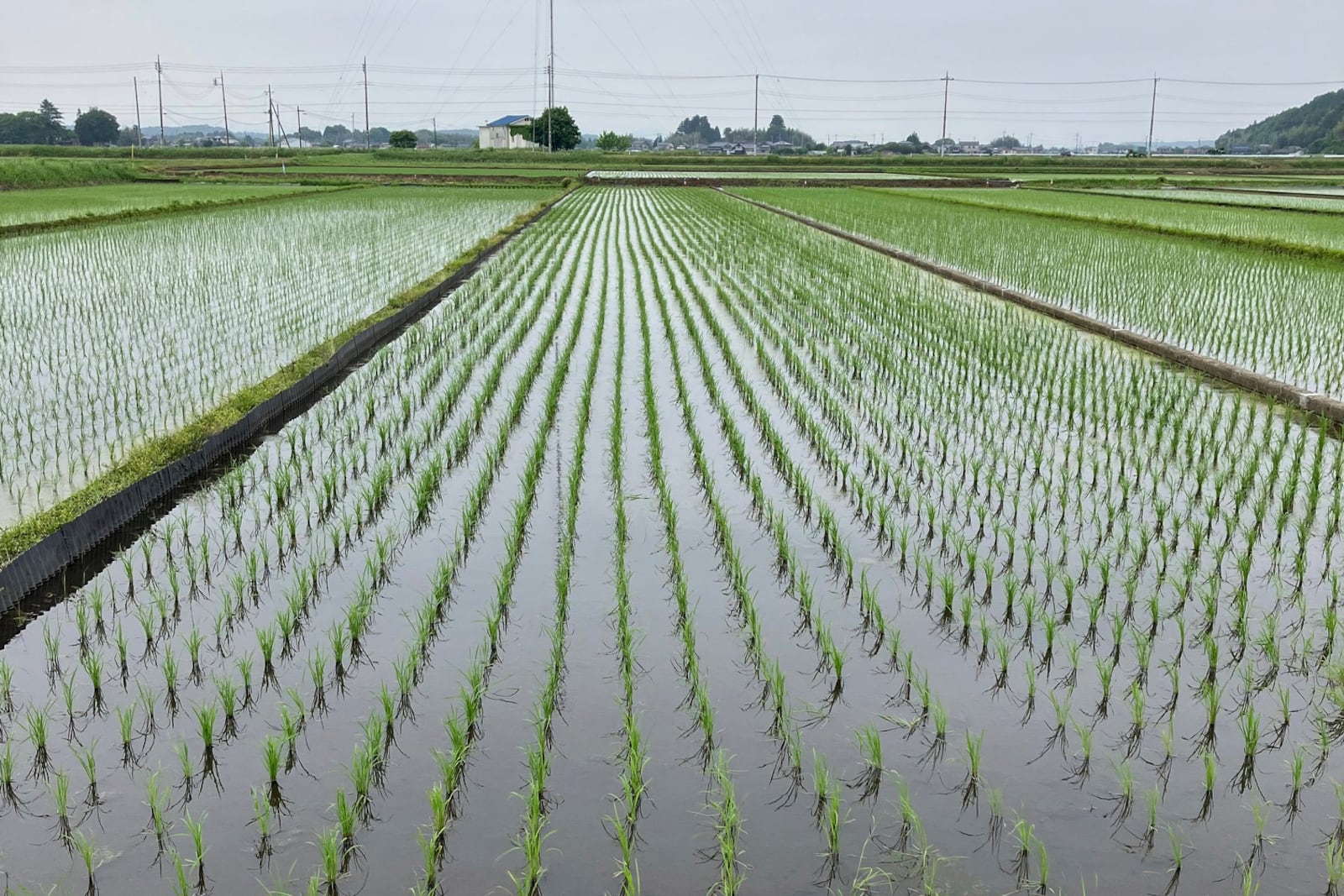 A rice field in Mito, Japan, where farmers are being encouraged to grow more of the staple crop to make up for shortages on store shelves, on Wednesday, May 22, 2025. (AP Photo/Elaine Kurtenbach)