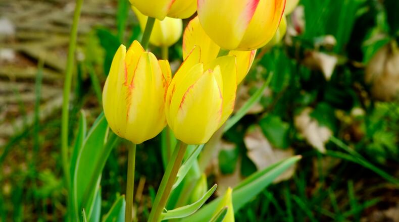 A long stretch of warm weather this week will have temperatures ranging from 10 to 15 degrees higher than normal. GREG LYNCH / STAFF