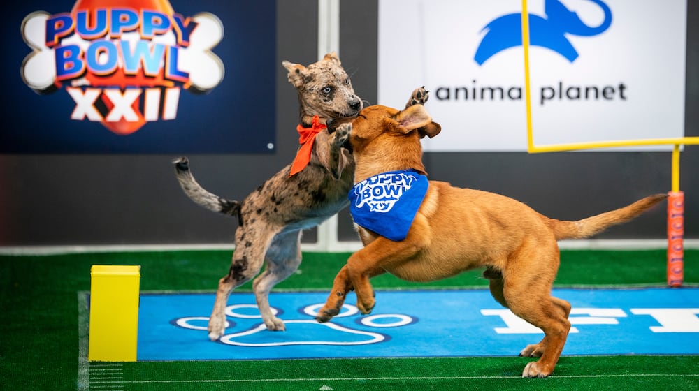 This image released by Warner Bros. Discovery shows dogs participating in Puppy Bowl XXII, airing Sunday across Animal Planet, Discovery, TBS, truTV, HBO Max and discovery+. (Ryan Muir/Warner Bros. Discovery via AP)