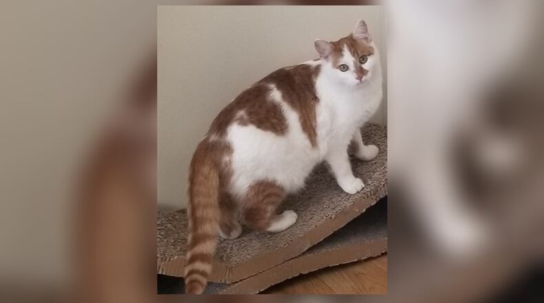 May is a beautiful young spayed female orange and white. She was one of last summer’s kittens that were taken in by Champaign County’s trap-neuter-return group. May lived in a foster home up until now and she is so nice. She is in our Catacabana Room at PAWS and is hoping to find a fur-ever home. Come meet this sweet girl at the Paws Animal Shelter, 1535 West U.S. Highway 36, Urbana. Check out PAWS at pawsurbana.com, on Facebook at facebook.com/paws.urbana, on Petfinder at petfinder.com or call 937-653-6233. PAWS is in need of volunteers and foster homes. CONTRIBUTED