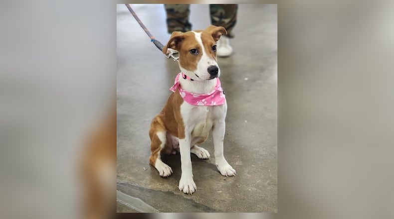 Looking for a spunky little friend to spend your boring days with? Meet Sarah! This sweet girl is a mixed breed that weighs around 28 lbs. She is a friendly girl who loves attention. She seems to do well with other dogs; however, we do recommend a meet ‘n’ greet to ensure it’s a good match. Her adoption fee includes her spay, vaccines, microchip, dog license, and a free vet check. As the cold months are approaching, the shelter is needing more blankets here at the shelter and to those in the community that are in need. Clark County Dog Shelter is at 5201 Urbana Road, Springfield. CONTRIBUTED