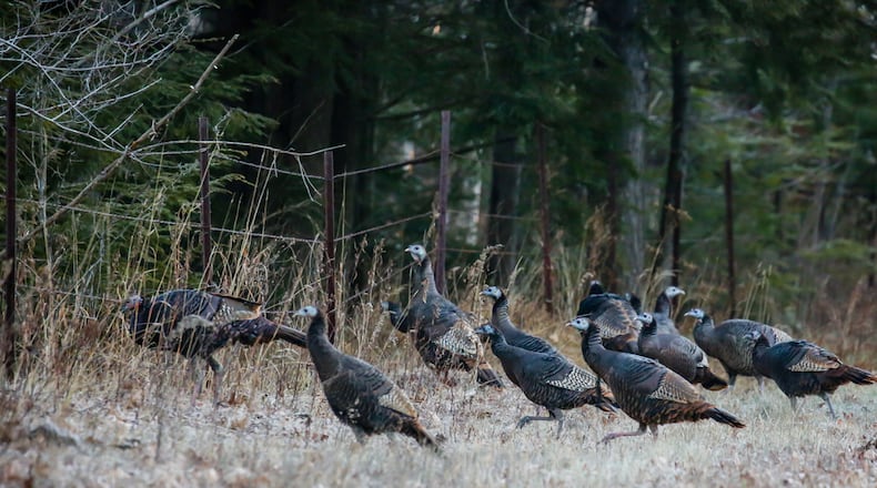 It’s the time of year that wild turkeys flock in the woods, socializing before spring breeding. CONTRIBUTED