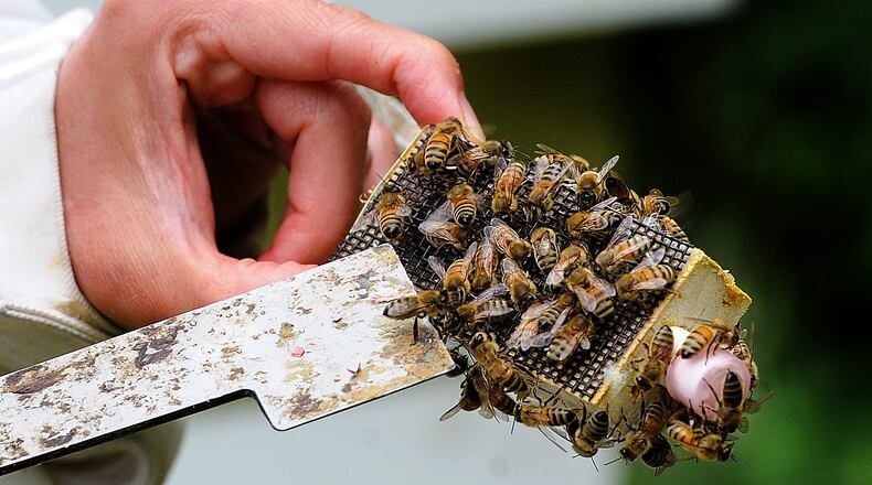 Honeybees surround the queen bee cage held by Hongmei Li-Byarlay, research assistant professor of entomology at Central State University, that will be inserted into a hive where the bees will release her in a day or two. MARSHALL GORBY\STAFF