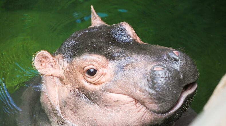 What a poker face! Fiona playing cards will be available for purchase starting June 14 at area Kroger stores. GREG LYNCH/STAFF