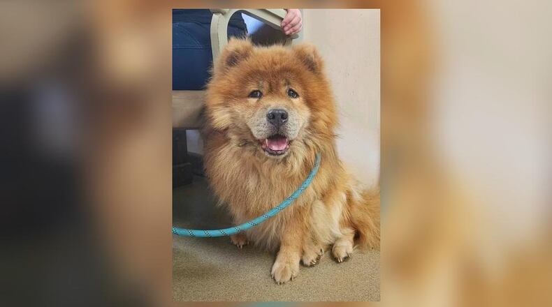 Meet Sunny! He is a 4-6 year old Chow Chow, around 40 lbs. He is a bit shy at first and takes a minute to warm up but once he does, he is a sweet heart. We have not seen any issues with other dogs. However, we do recommend bringing in your dog to meet him, to see if it’s a good match. His adoption fee this week is $111 as he is Pet of the Week. That includes his neuter, vaccines, microchip, heartworm test, dog license, and a free vet check. Call 937-521-2140 if you’re interested in meeting Sunny. Clark County Dog Shelter is at 5201 Urbana Road, Springfield. CONTRIBUTED