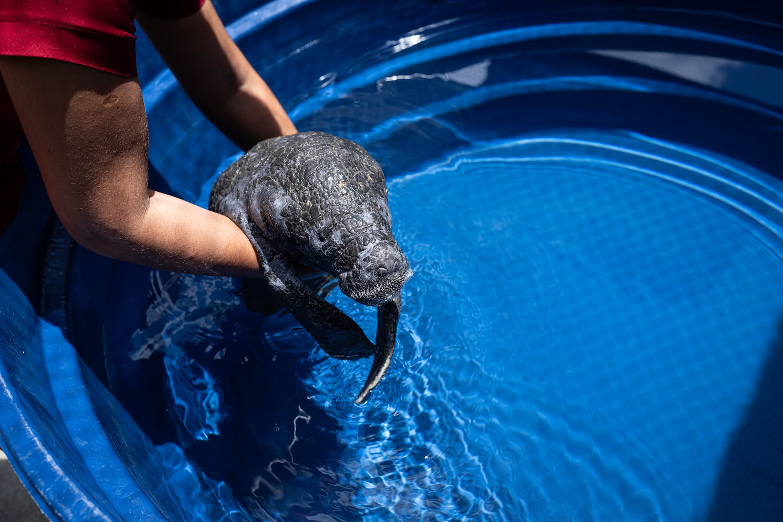 Coral, a rescued manatee, receives healing cream from an assistant at a pool at Bicho d'Agua project facilities in Castanhal, Brazil, Sunday, March 23, 2025. (AP Photo/Jorge Saenz)