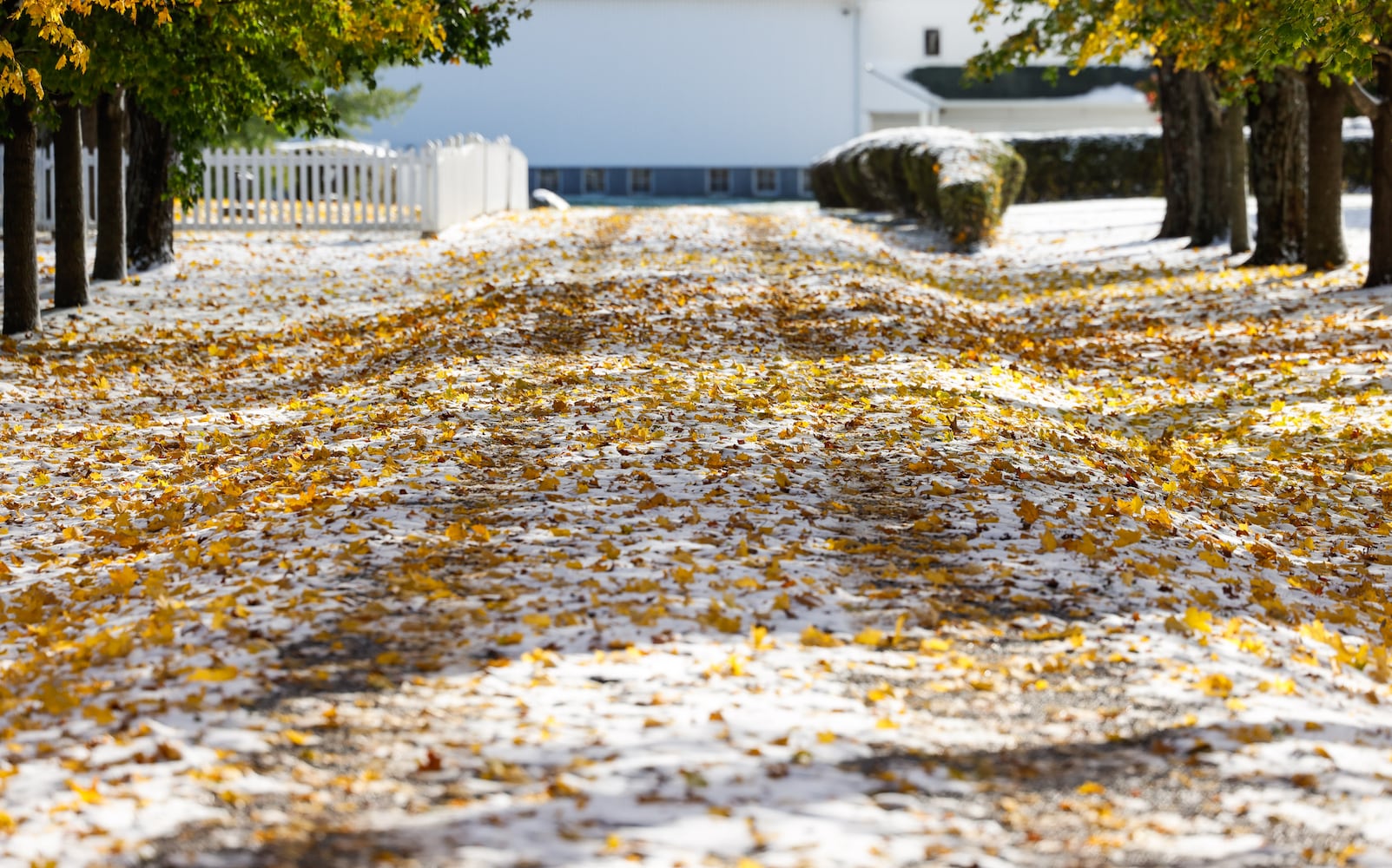 111025 snow cox carm