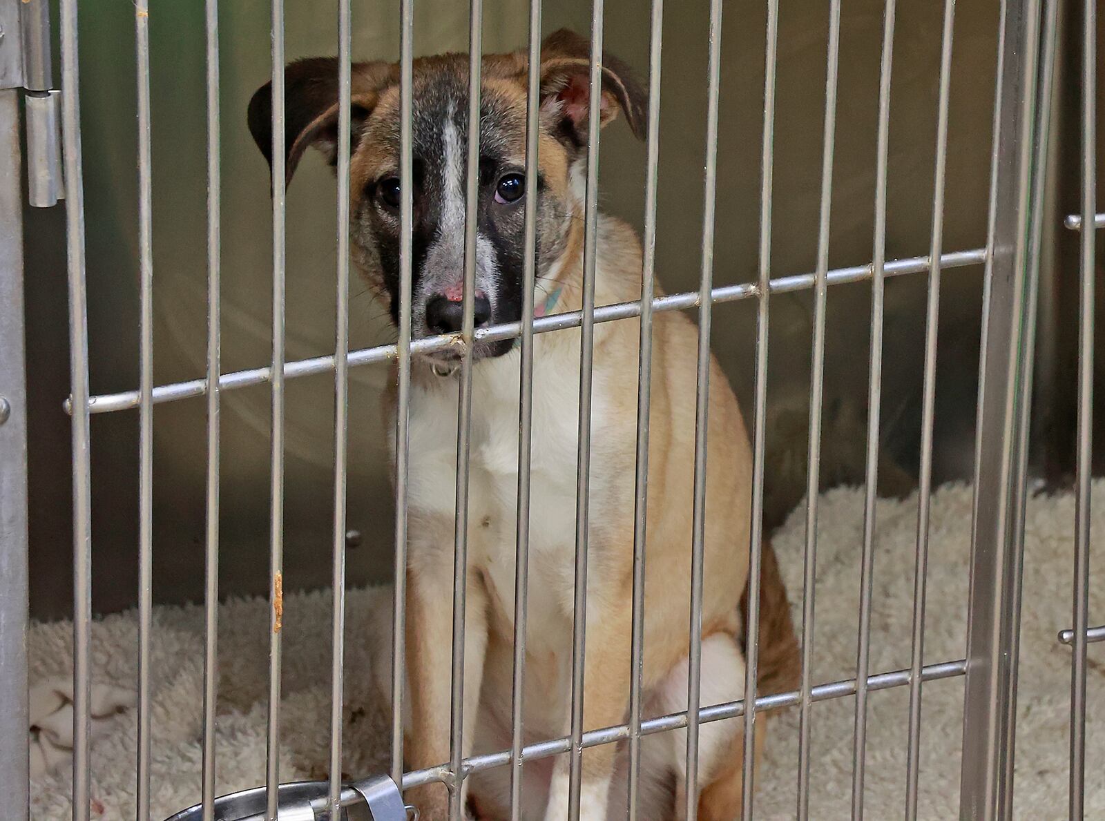 One of the dogs that is up for adoption at the Clark County Dog Shelter Thursday, Dec. 22, 2022. BILL LACKEY/STAFF