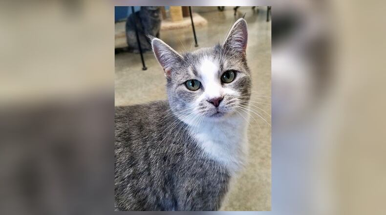 Ellery is a very petite 1-year-old gray and white spayed female. She’s sweet and loves to be petted. Ellery is looking for a home now. Come meet her at the Paws Animal Shelter, 1535 West U.S. 36, Urbana. Check out PAWS at www.pawsurbana.com, on Facebook at www.facebook.com/paws.urbana, on Petfinder at petfinder.com or call 937-653-6233. PAWS is in need of volunteers and foster homes. CONTRIBUTED