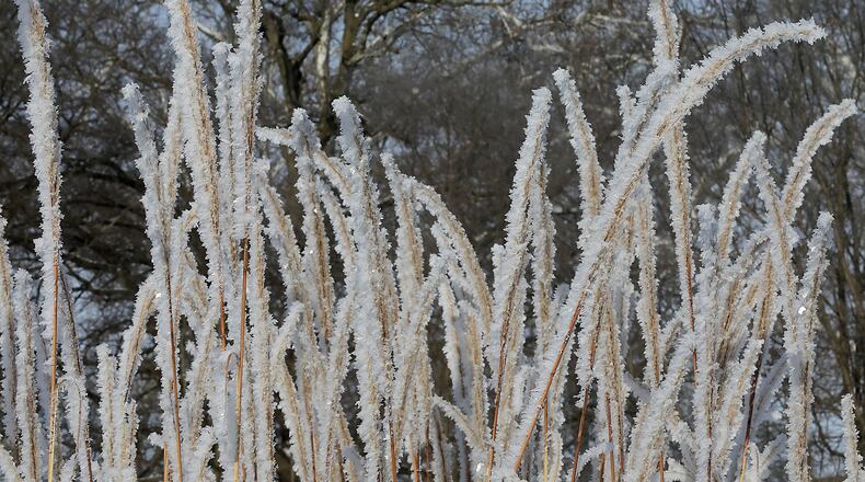 Thick frost covers a patch of ornamental grass along Buck Creek Wednesday morning. BILL LACKEY/STAFF
