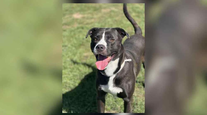Meet Dolph. This young man is a mixed breed around 70 lbs. He is a loving friendly boy who loves attention. He seems to do well with other dogs; however, we are unsure about cats. His adoption fee this week is $22 as he is Clark County Dog Shelter’s pet of the week. That includes his neuter, vaccines, microchip, dog license, and a free vet check. He would love you to meet him and potentially take him home forever. As the cold months are approaching, the shelter is needing more blankets here at the shelter and, the shelter supplies dog houses to those in the community that are in need. Clark County Dog Shelter is at 5201 Urbana Road, Springfield. CONTRIBUTED