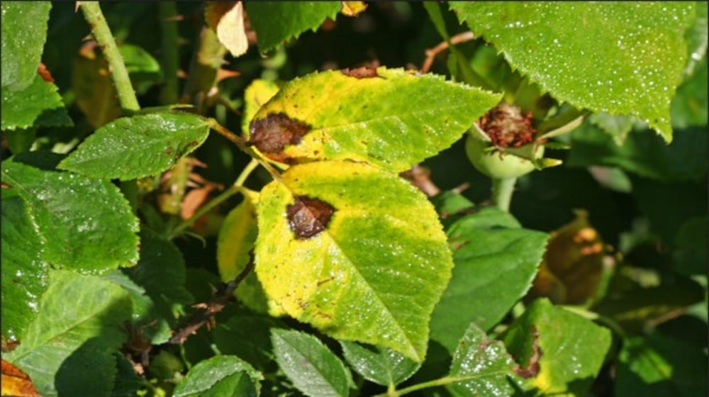 Black spot is a common disease on roses. Once correctly identified, you can use integrated pest management strategies to best manage this pest problem.